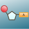 DNA structure model thumbnail image